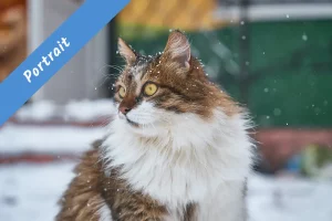 Startseite 23 norwegische waldkatze