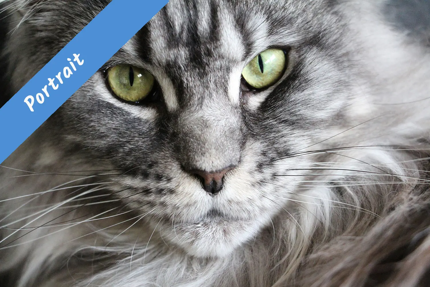 Deutsche Langhaarkatze 2 Portrait Badge