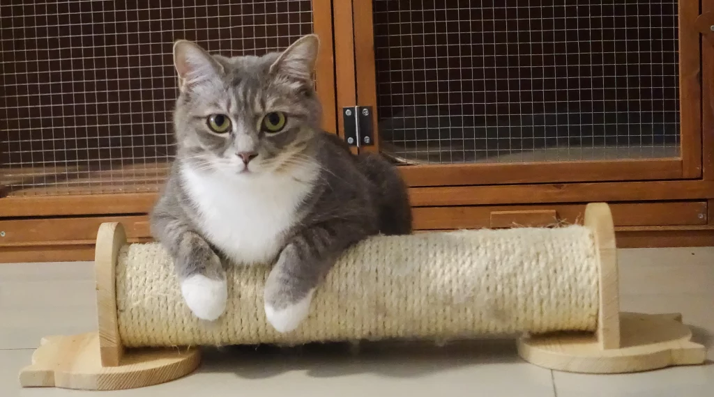 katzen_austattung_katzen