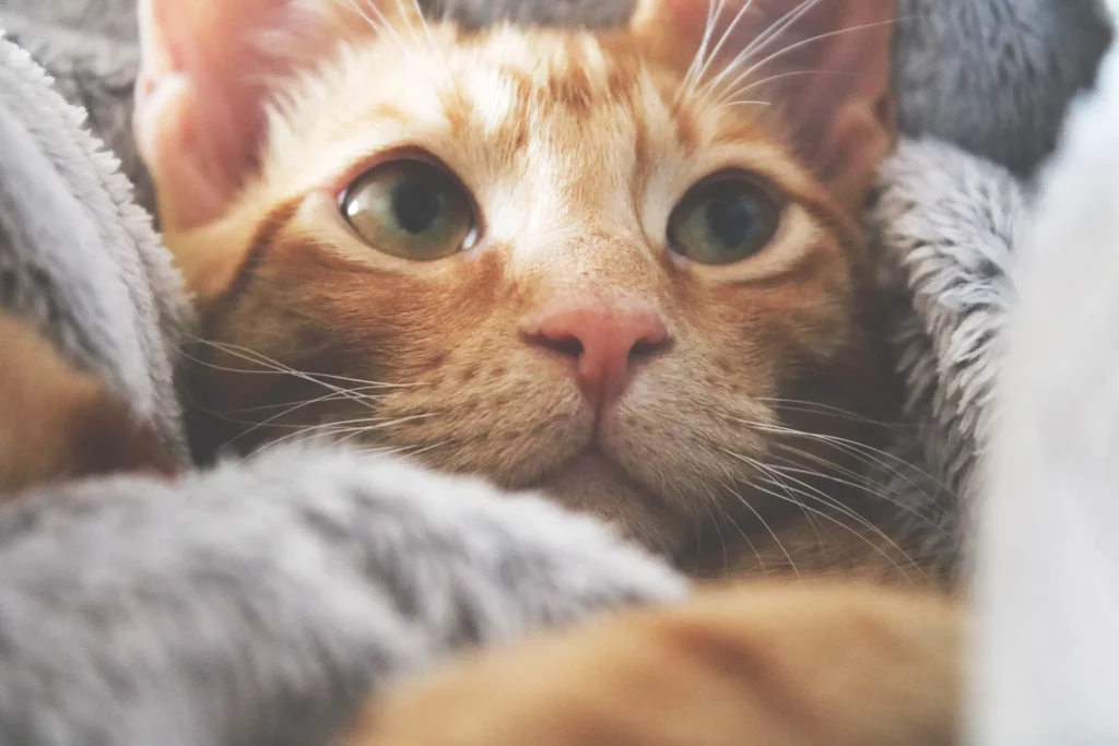 katzengesundheit_ernaehrung