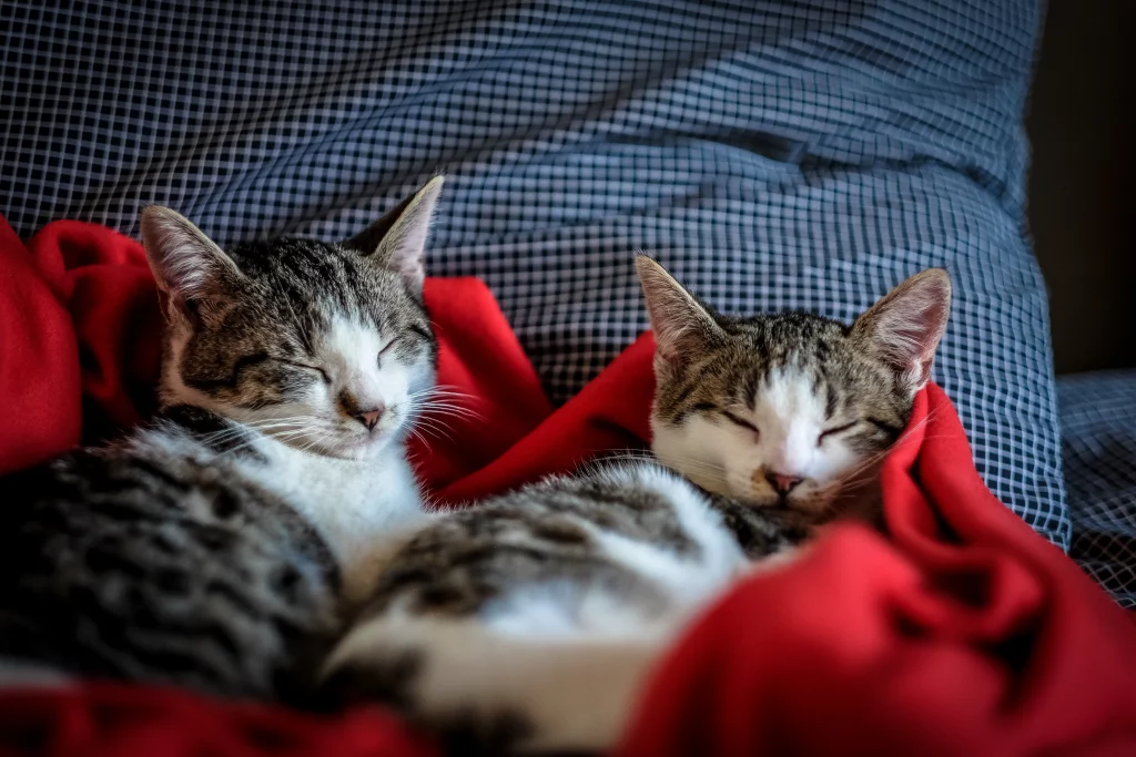 katzenrassen_katzify