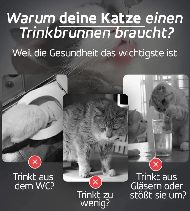 warum-trinkbrunnen-katze